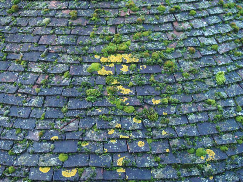 Roof Fungus Removal